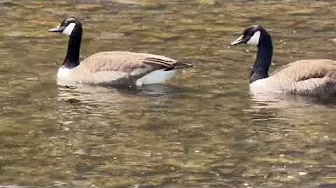 A few moments at the creek with Canada Geese